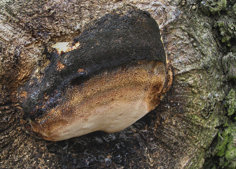 Aurantiporus fissilis